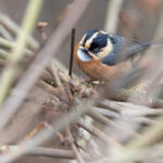 Black-browed Tit, Habre’s Nest (Image by Mike Watson)