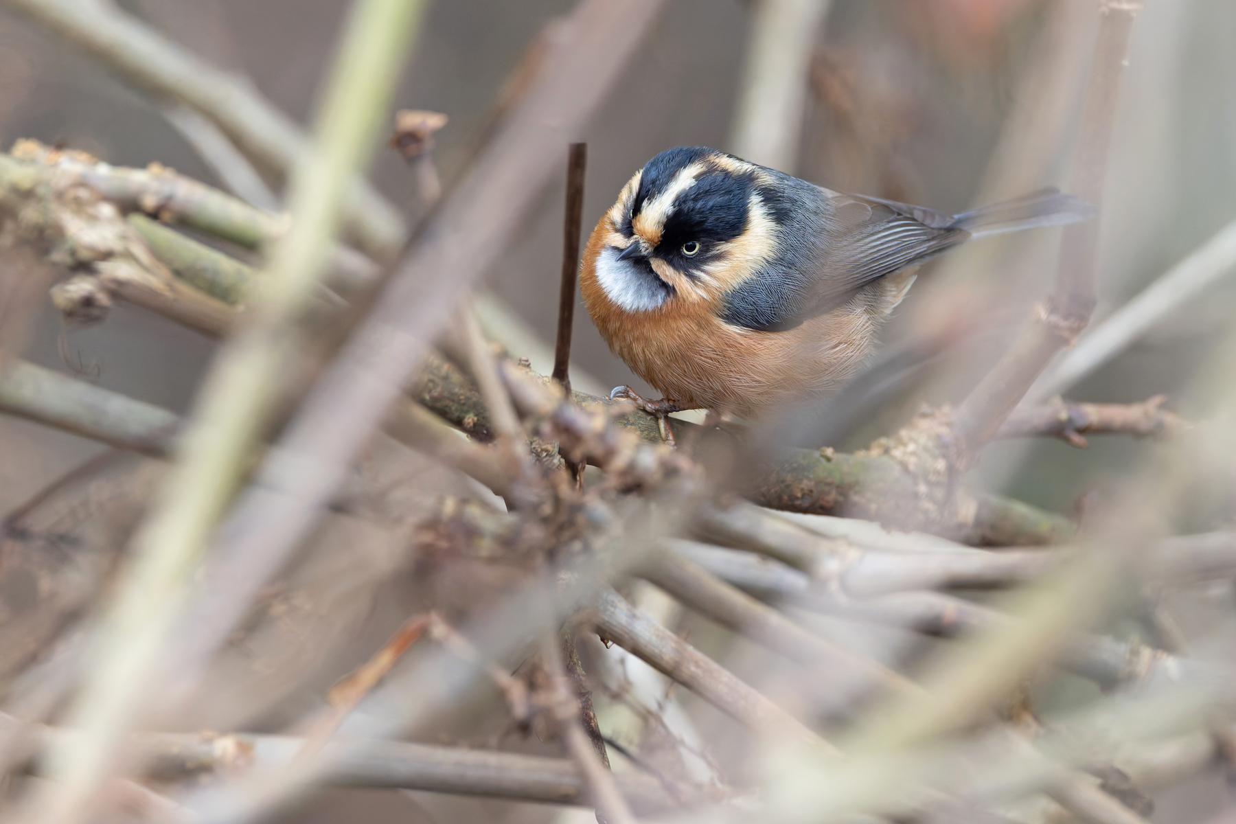 Black-browed Tit, Habre’s Nest (Image by Mike Watson)