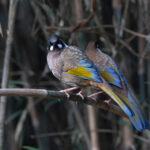 Black-faced Laughingthrush at Habre’s Nest (Image by Mike Watson)