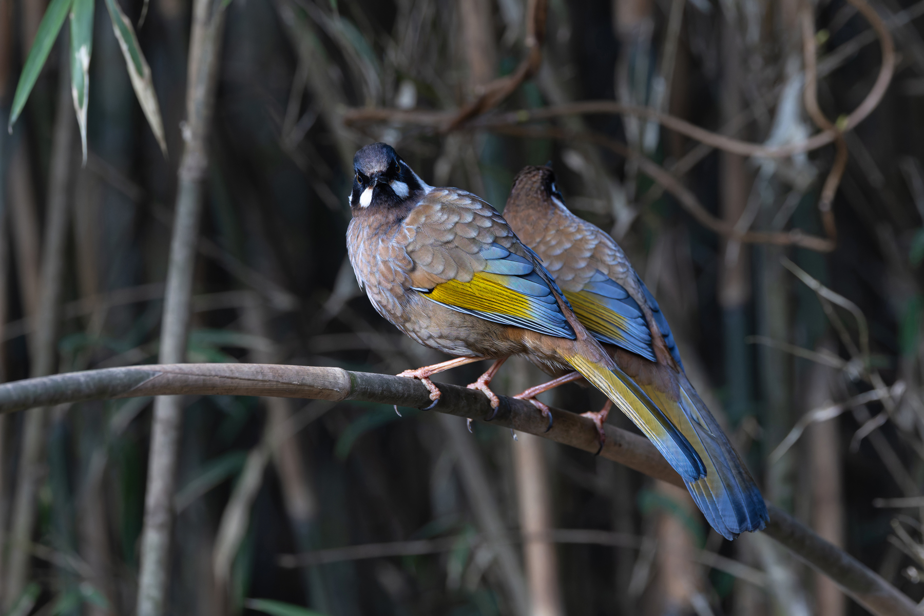 Black-faced Laughingthrush at Habre’s Nest (Image by Mike Watson)