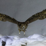Blakiston’s Fish Owl taking a fish back to its mate (Image by Mike Watson)