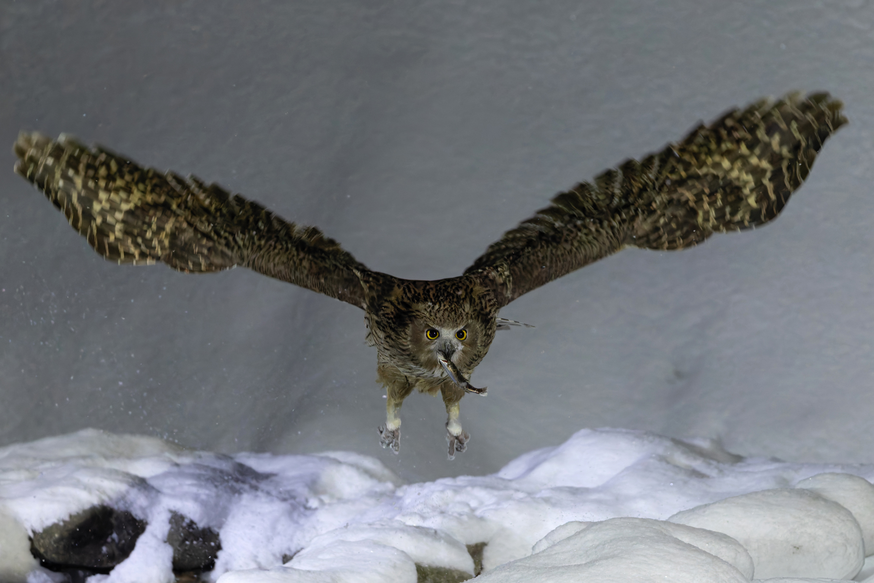 Blakiston’s Fish Owl taking a fish back to its mate (Image by Mike Watson)