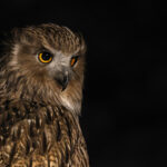 The regal Blakiston’s Fish Owl – (Image by Mike Watson)