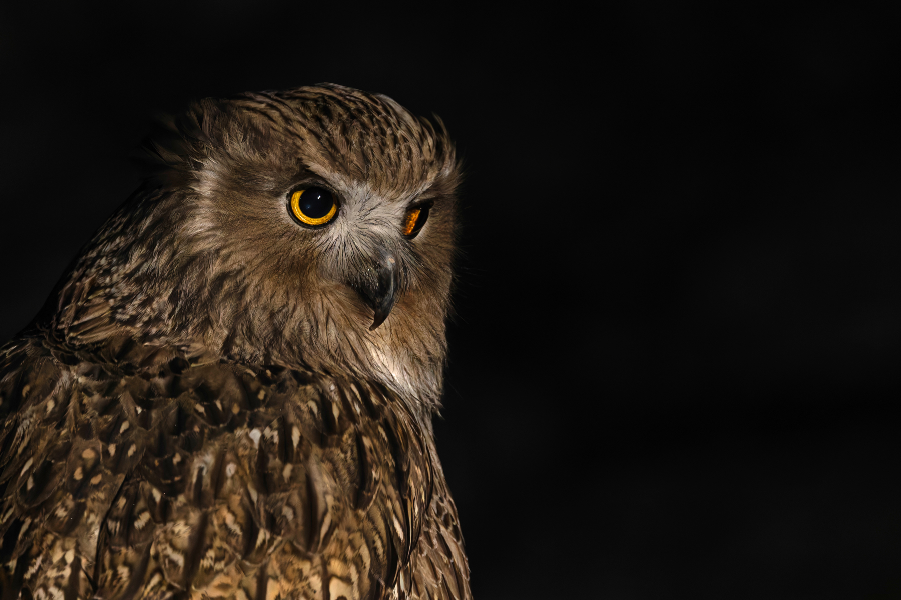 The regal Blakiston’s Fish Owl – (Image by Mike Watson)