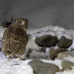 A sinister look over the shoulder from Blakiston’s Fish Owl (Image by Mike Watson)