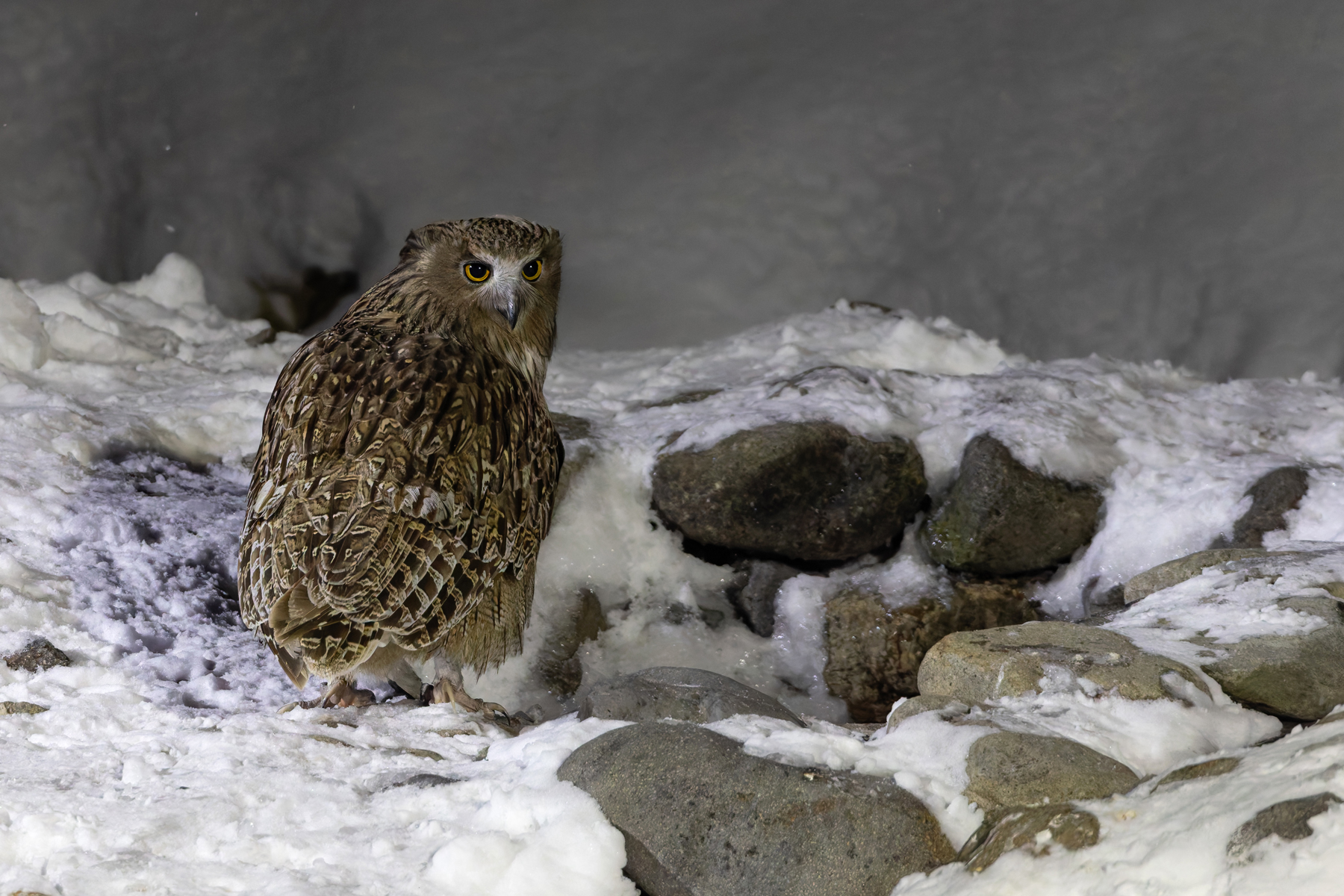 A sinister look over the shoulder from Blakiston’s Fish Owl (Image by Mike Watson)