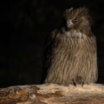 We had a second chance to catch up with the ‘Owl of the Eastern Ice’ Blakiston’s Fish Owl at Yoroushi Onsen (Image by Mike Watson)