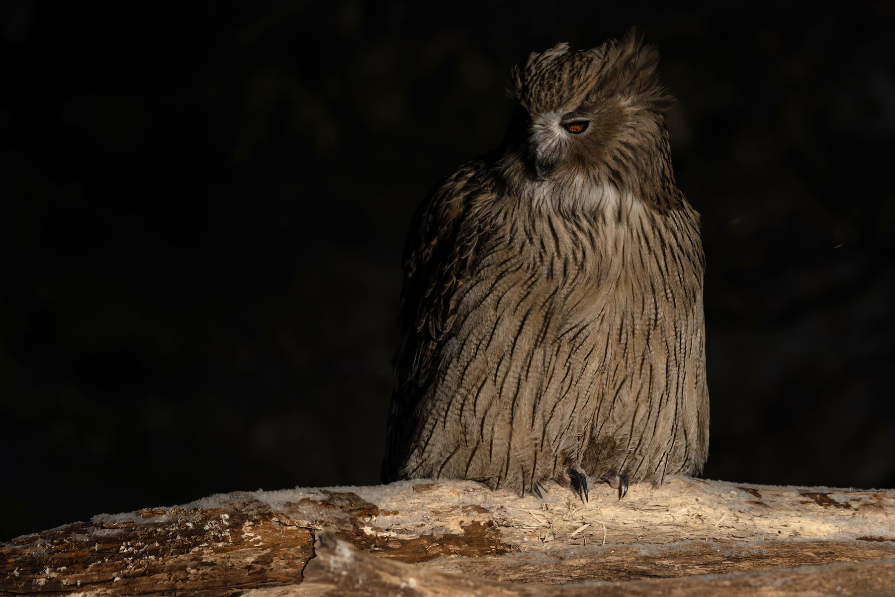 We had a second chance to catch up with the ‘Owl of the Eastern Ice’ Blakiston’s Fish Owl at Yoroushi Onsen (Image by Mike Watson)