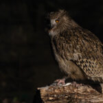 It was nice to see that same owl with the damaged left eye that we saw in 2020 was still doing OK at Yoroushi (Image by Mike Watson)