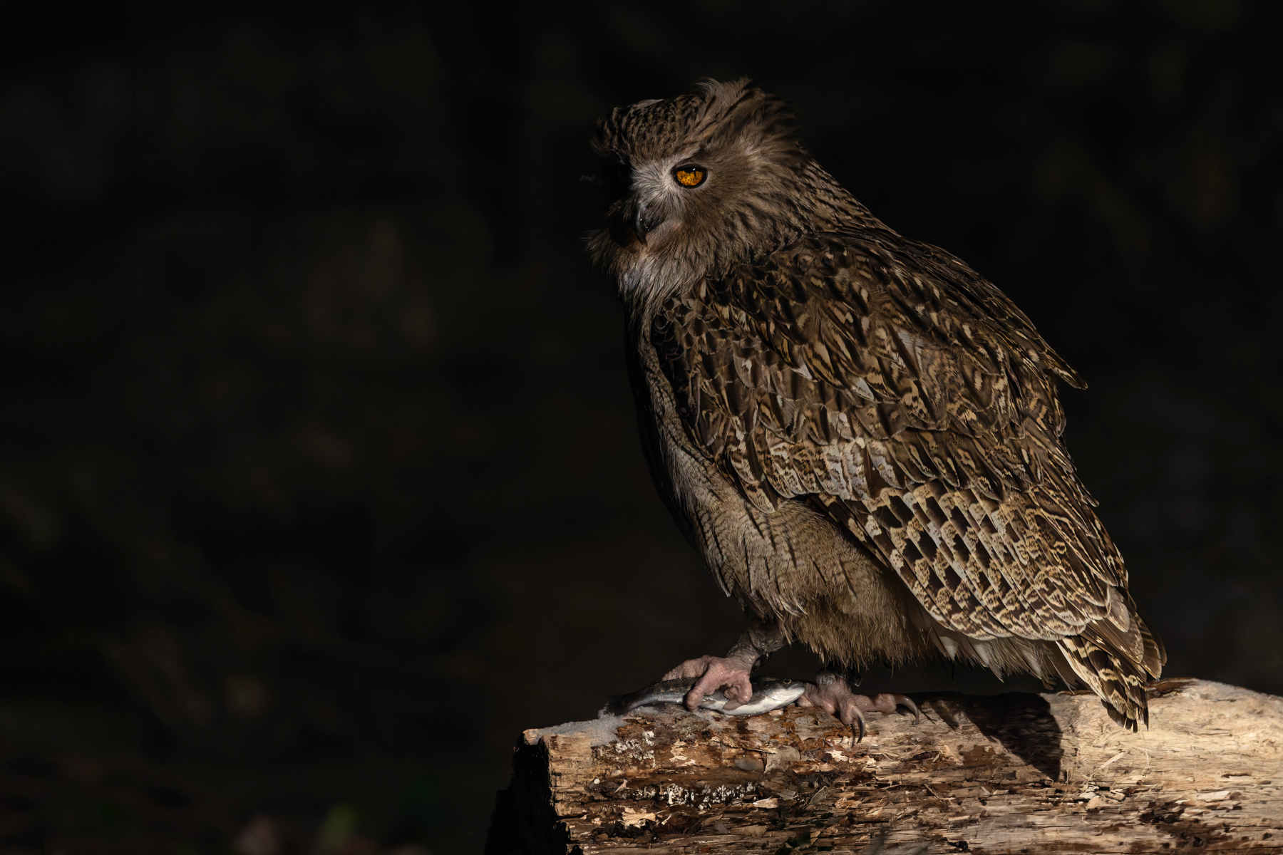 It was nice to see that same owl with the damaged left eye that we saw in 2020 was still doing OK at Yoroushi (Image by Mike Watson)