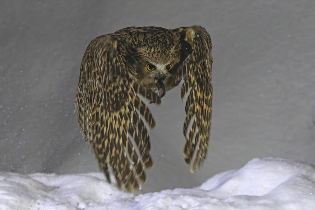 Blakiston’s Fish Owl take-off at Rausu (Image by Mike Watson)