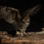 Blakiston’s Fish Owl does not have to work hard for its fish supper at Yoroushi Onsen (Image by Mike Watson)
