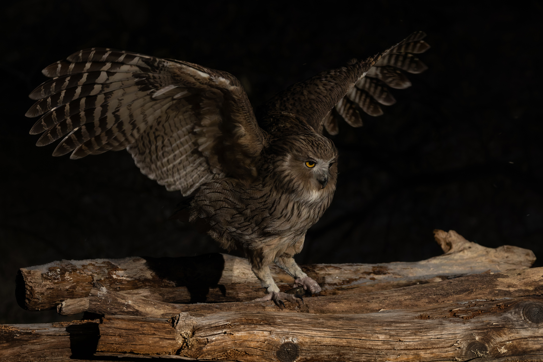 Blakiston’s Fish Owl does not have to work hard for its fish supper at Yoroushi Onsen (Image by Mike Watson)
