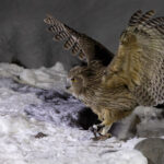 The Blakiston’s Fish Owl has two fish in its talons! (Image by Mike Watson)