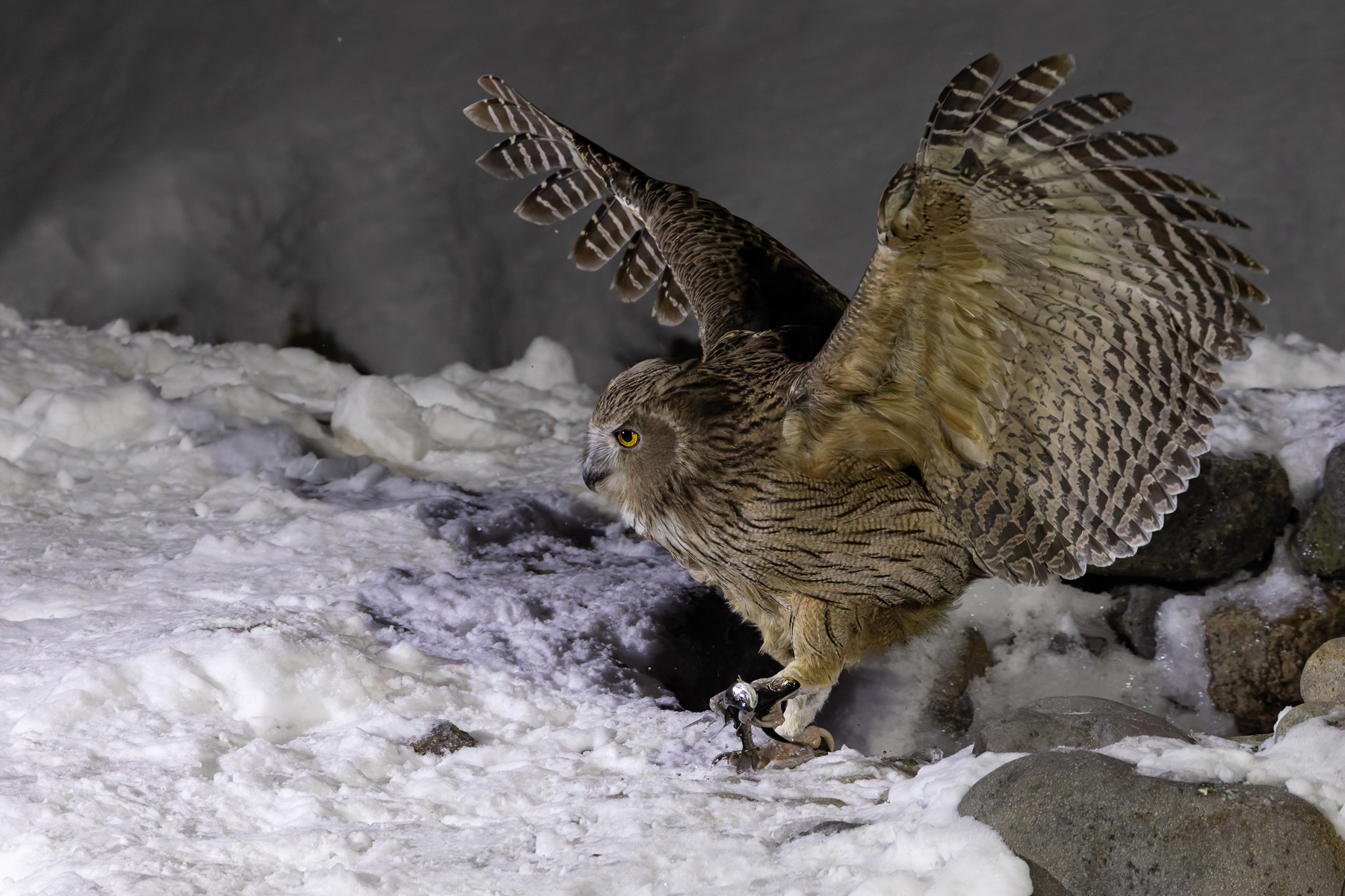 The Blakiston’s Fish Owl has two fish in its talons! (Image by Mike Watson)