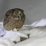 Blakiston’s Fish Owl is the largest (although not heaviest) owl in the world! (Image by Mike Watson)