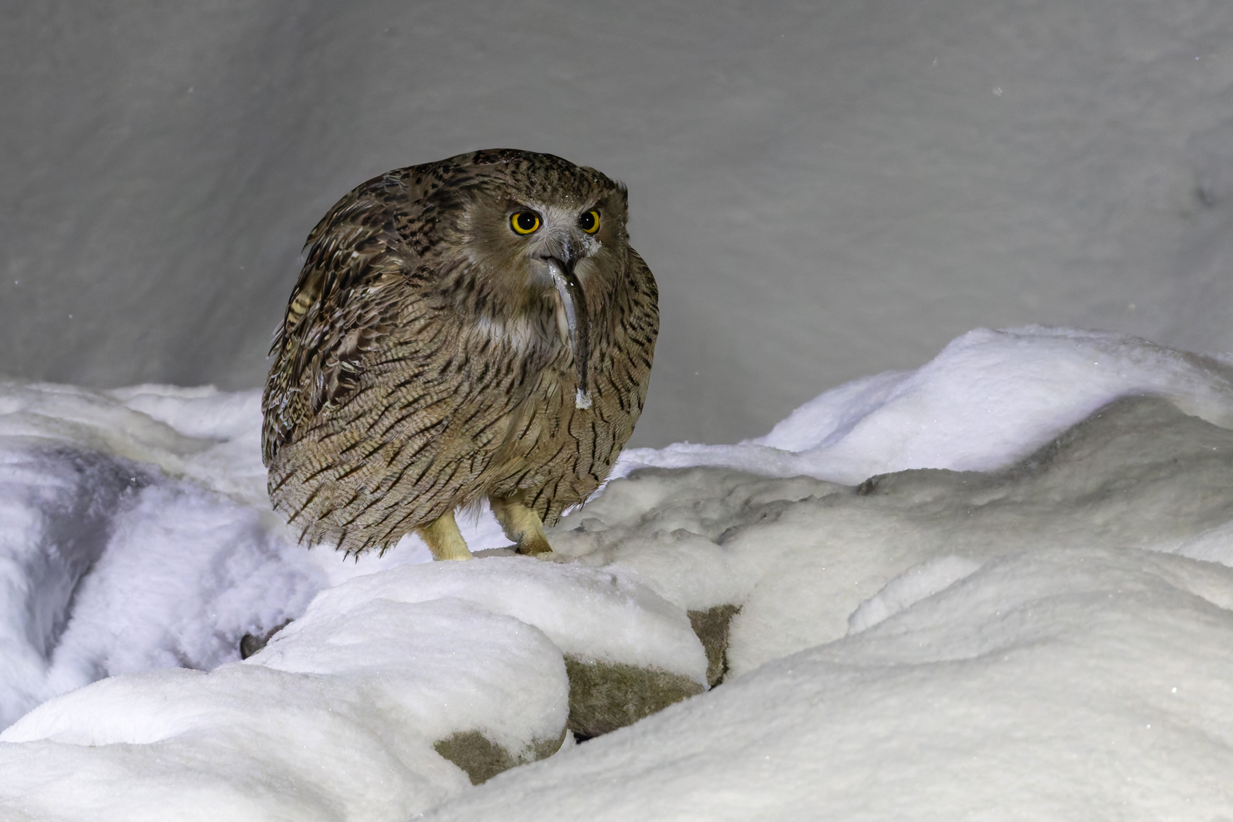 Blakiston’s Fish Owl is the largest (although not heaviest) owl in the world! (Image by Mike Watson)