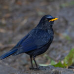Blue Whistling Thrush is massive! (Image by Mike Watson)