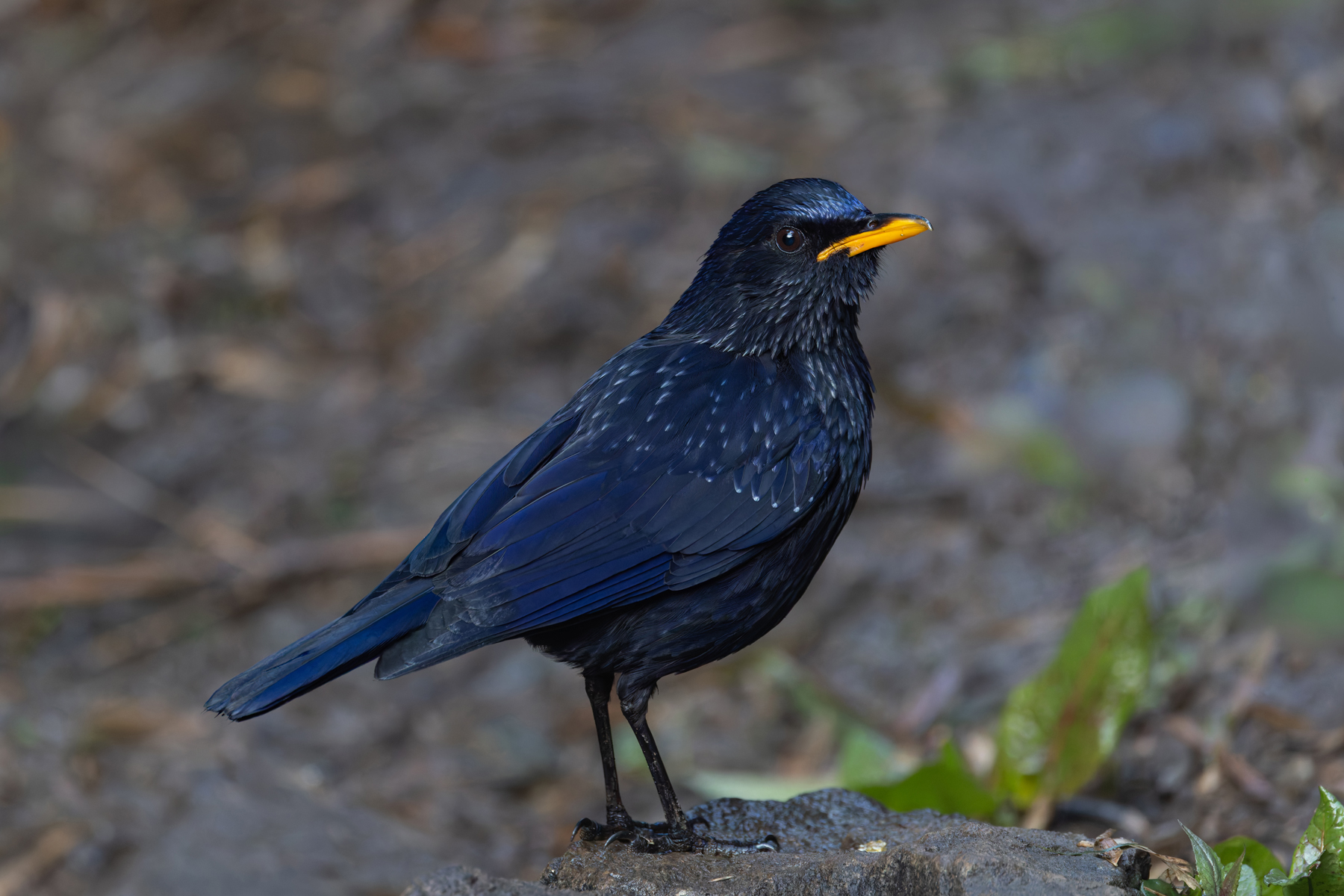 Blue Whistling Thrush is massive! (Image by Mike Watson)