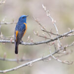 Blue-fronted Redstart was also present around Habre’s Nest (Image by Mike Watson)