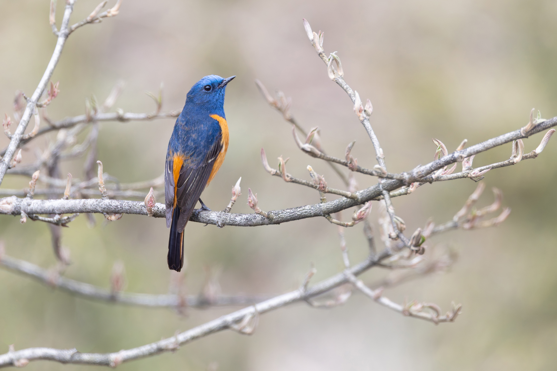Blue-fronted Redstart was also present around Habre’s Nest (Image by Mike Watson)