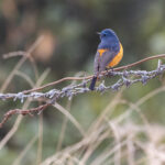 Blue-fronted Redstart at Phulchowki Summit (Image by Mike Watson)