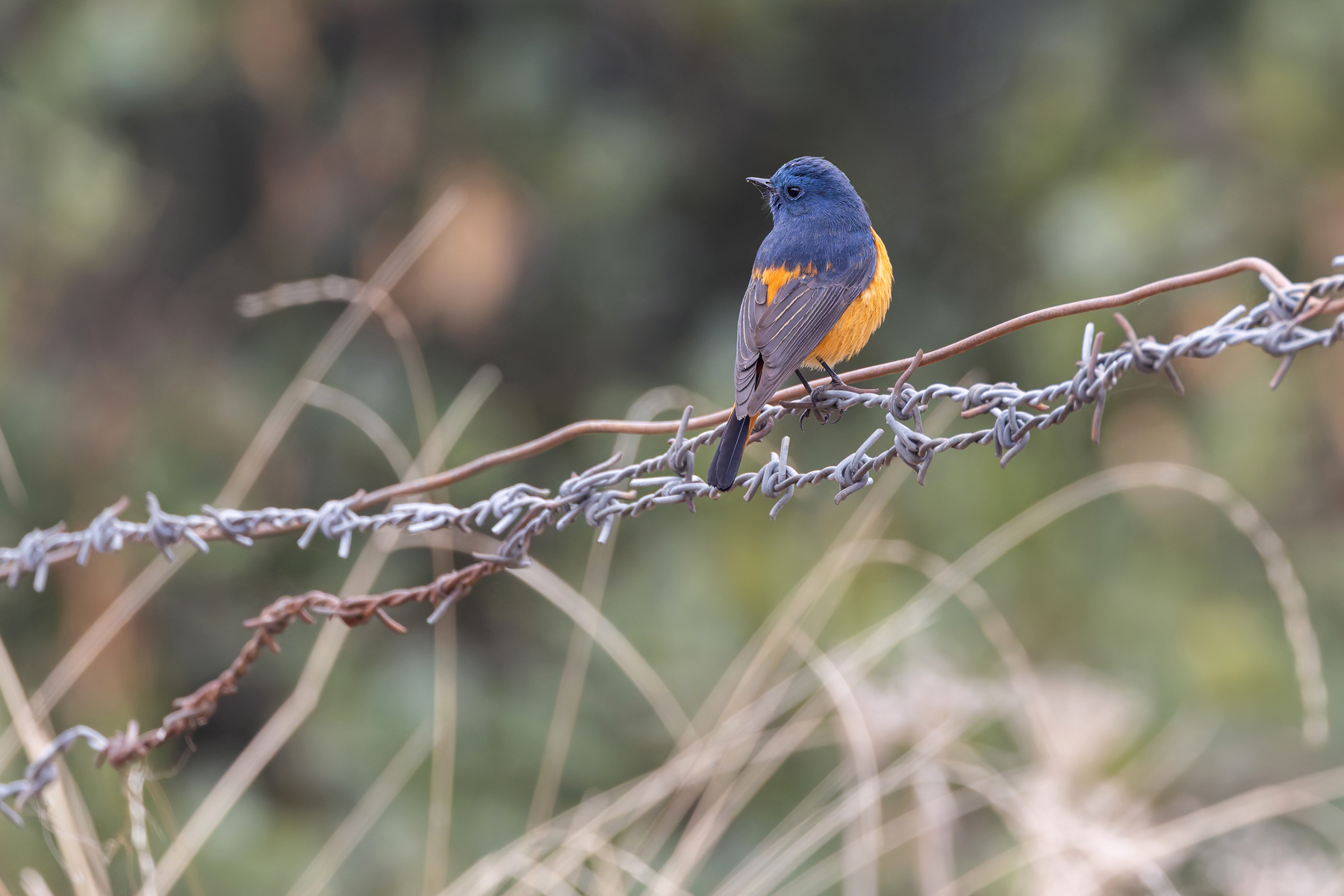 Blue-fronted Redstart at Phulchowki Summit (Image by Mike Watson)