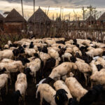 Early morning in a Borana village (image by Ingrid Koedood)
