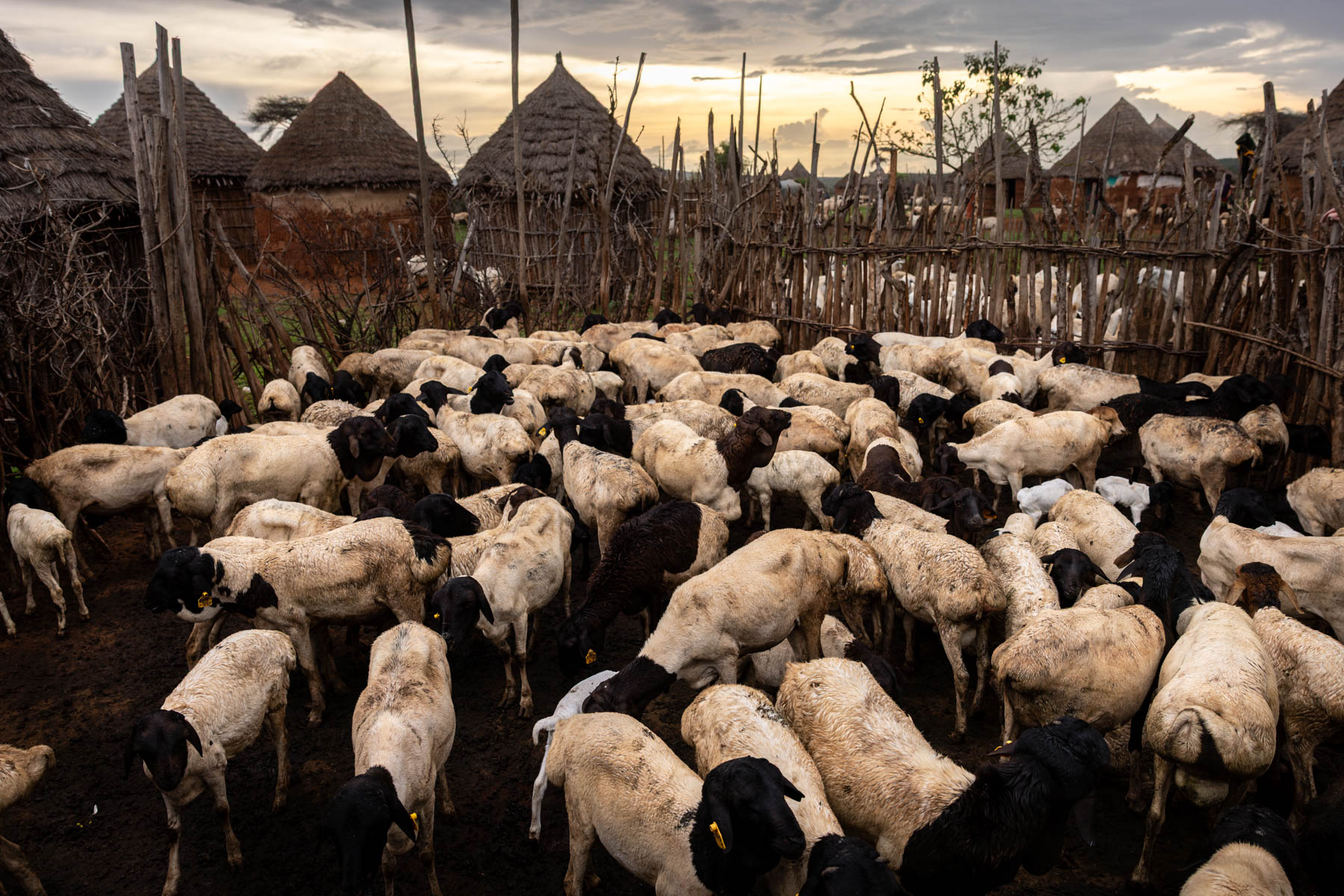 Early morning in a Borana village (image by Ingrid Koedood)
