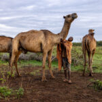 The Borana wake early to milk their camels, a daily ritual at sunrise. (image by Ingrid Koedood)