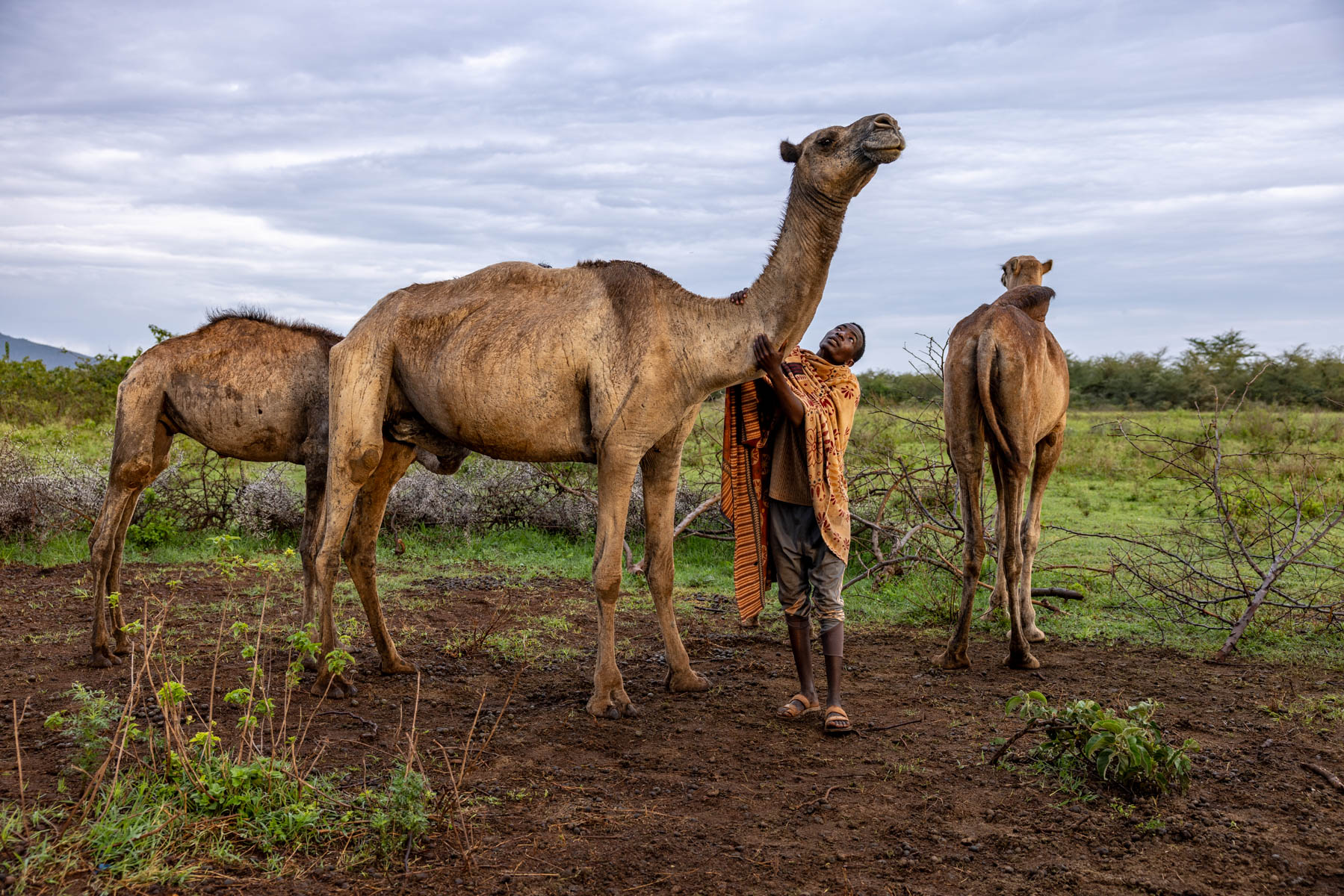 The Borana wake early to milk their camels, a daily ritual at sunrise. (image by Ingrid Koedood)