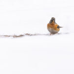 A gorgeous male Brambling in the snow at Komoro Castle (Image by Mike Watson)