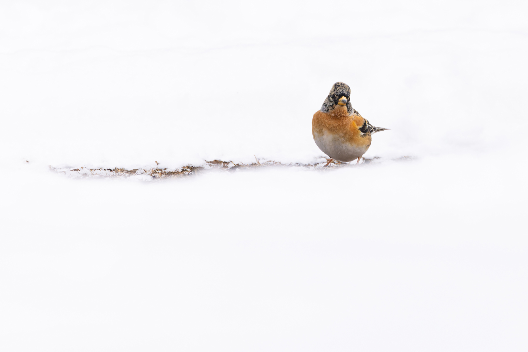 A gorgeous male Brambling in the snow at Komoro Castle (Image by Mike Watson)