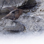 Brown Dipper at Rausu (Image by Mike Watson)