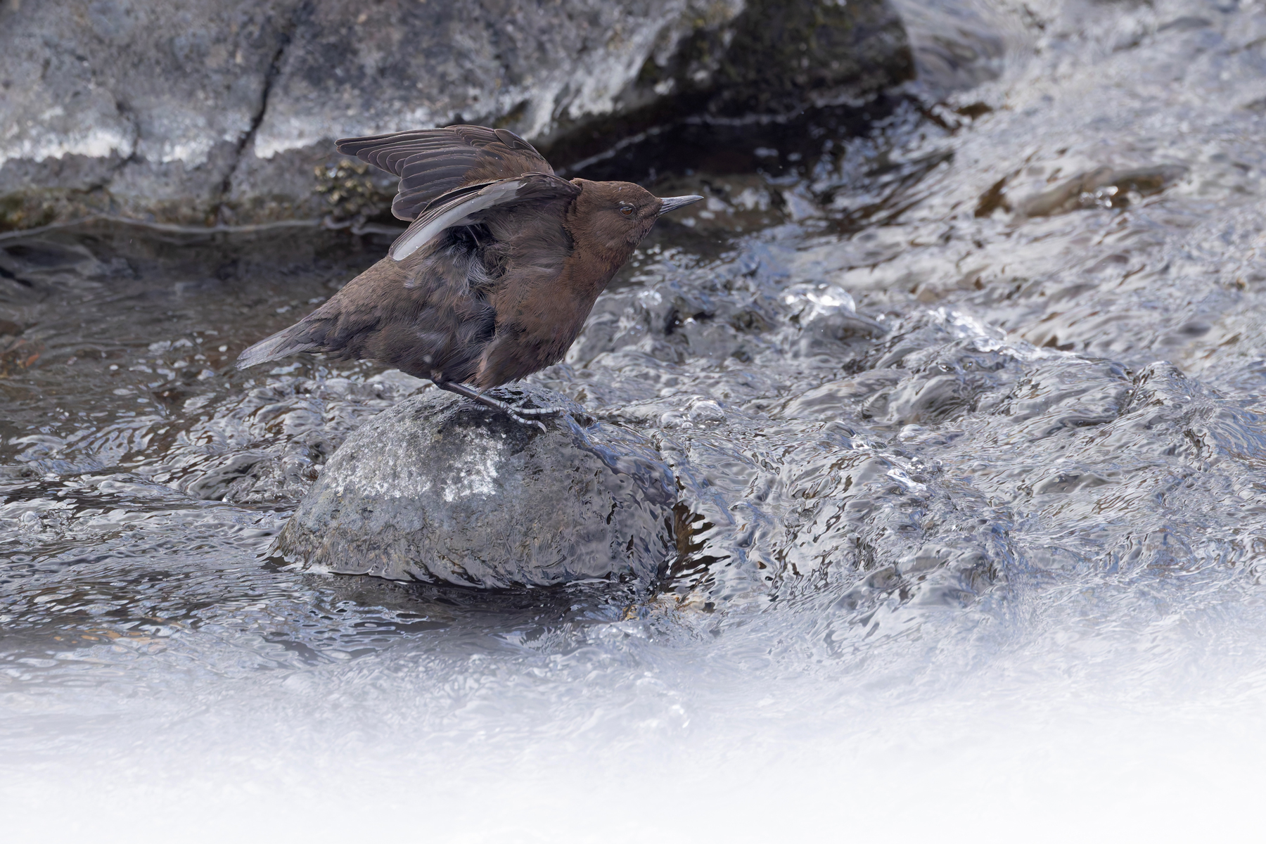 Brown Dipper at Rausu (Image by Mike Watson)