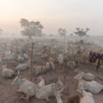 The smoky atmosphere of a cattle camp at sunrise (image by Inger Vandyke)
