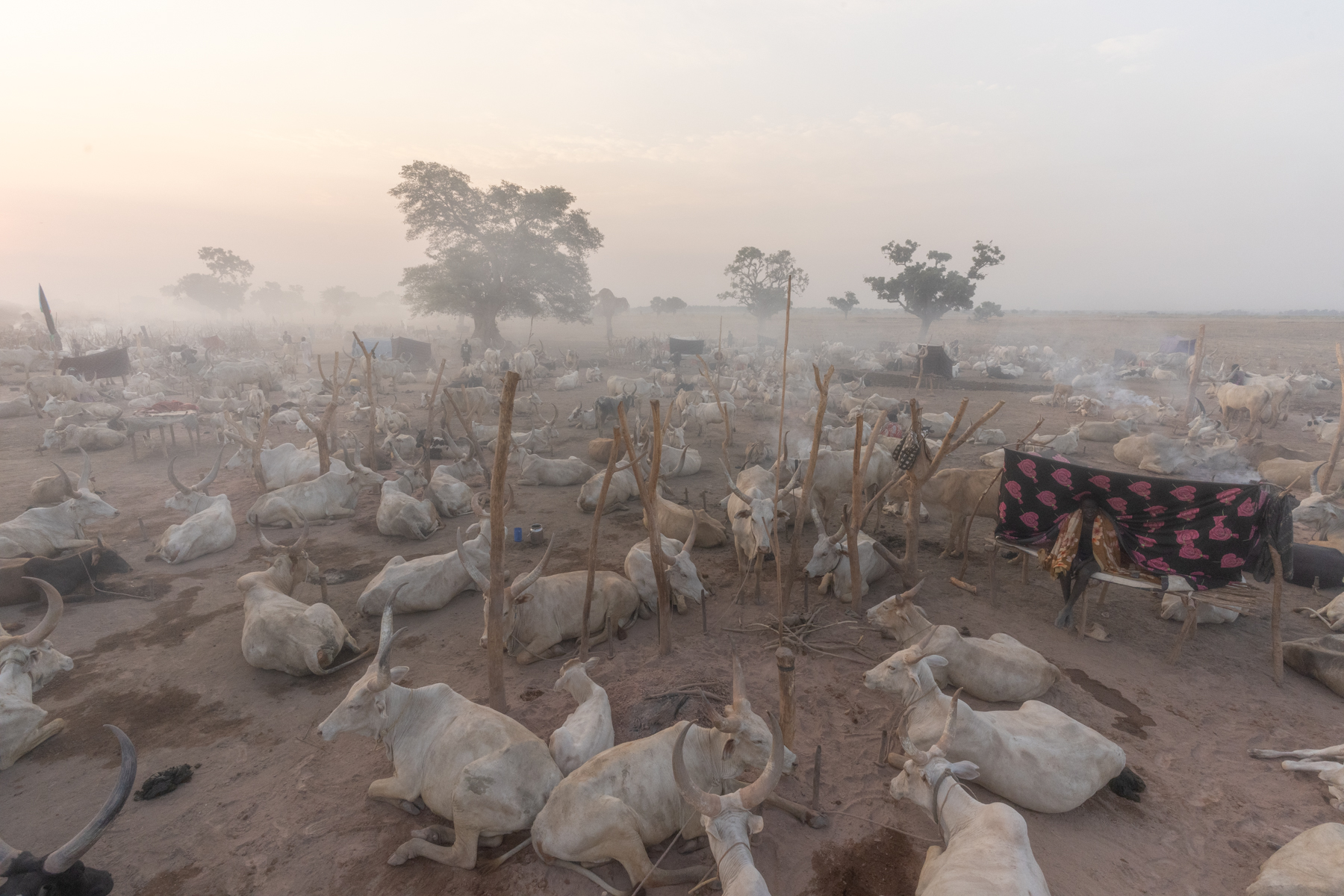 The smoky atmosphere of a cattle camp at sunrise (image by Inger Vandyke)