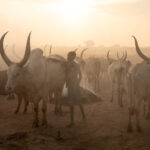 The atmosphere of Mundari and Dinka cattle camps can only be described as magical (image by Inger Vandyke)