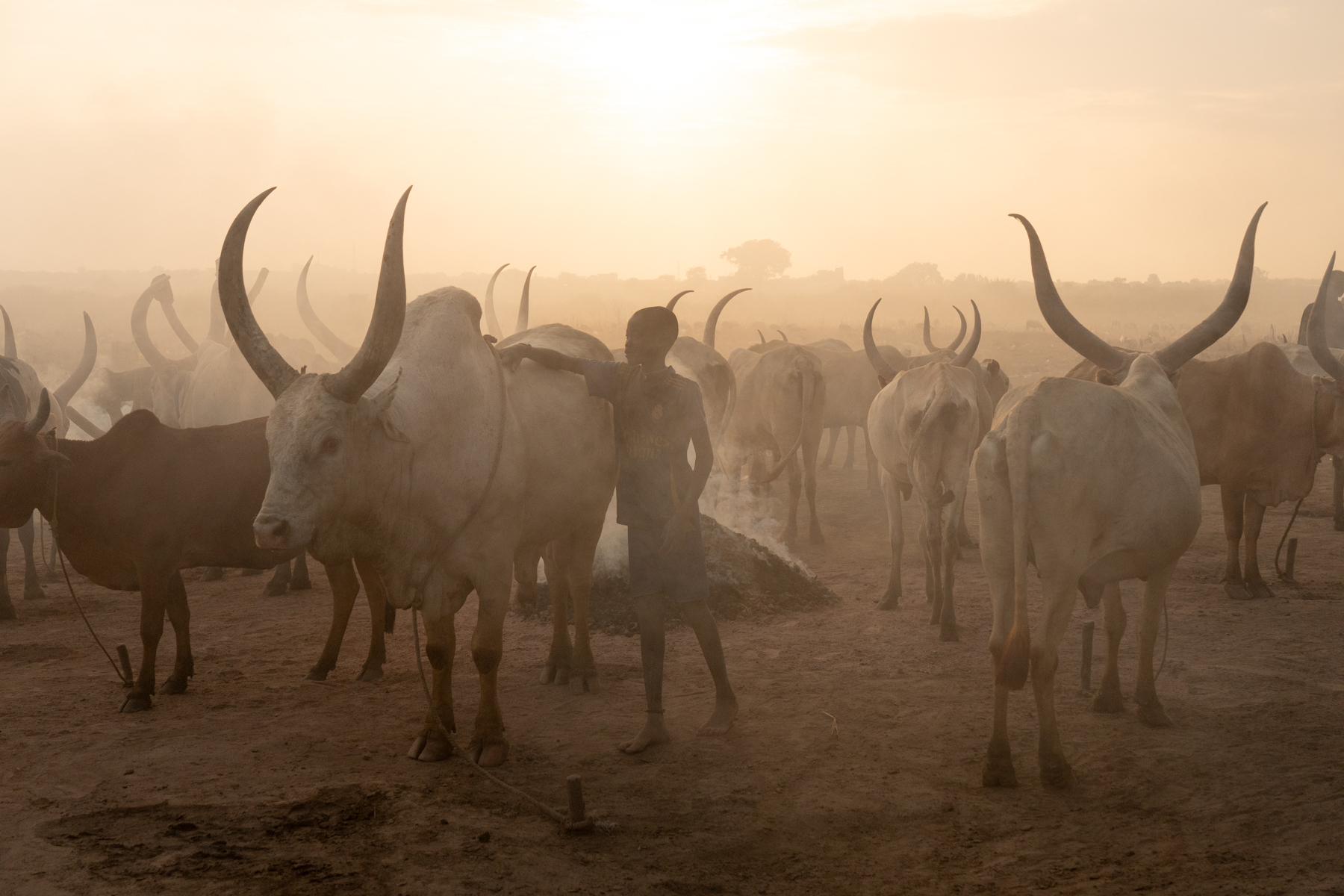 The atmosphere of Mundari and Dinka cattle camps can only be described as magical (image by Inger Vandyke)