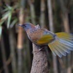 Chestnut-crowned Laughingthrush, Habre’s Nest (Image by Mike Watson)