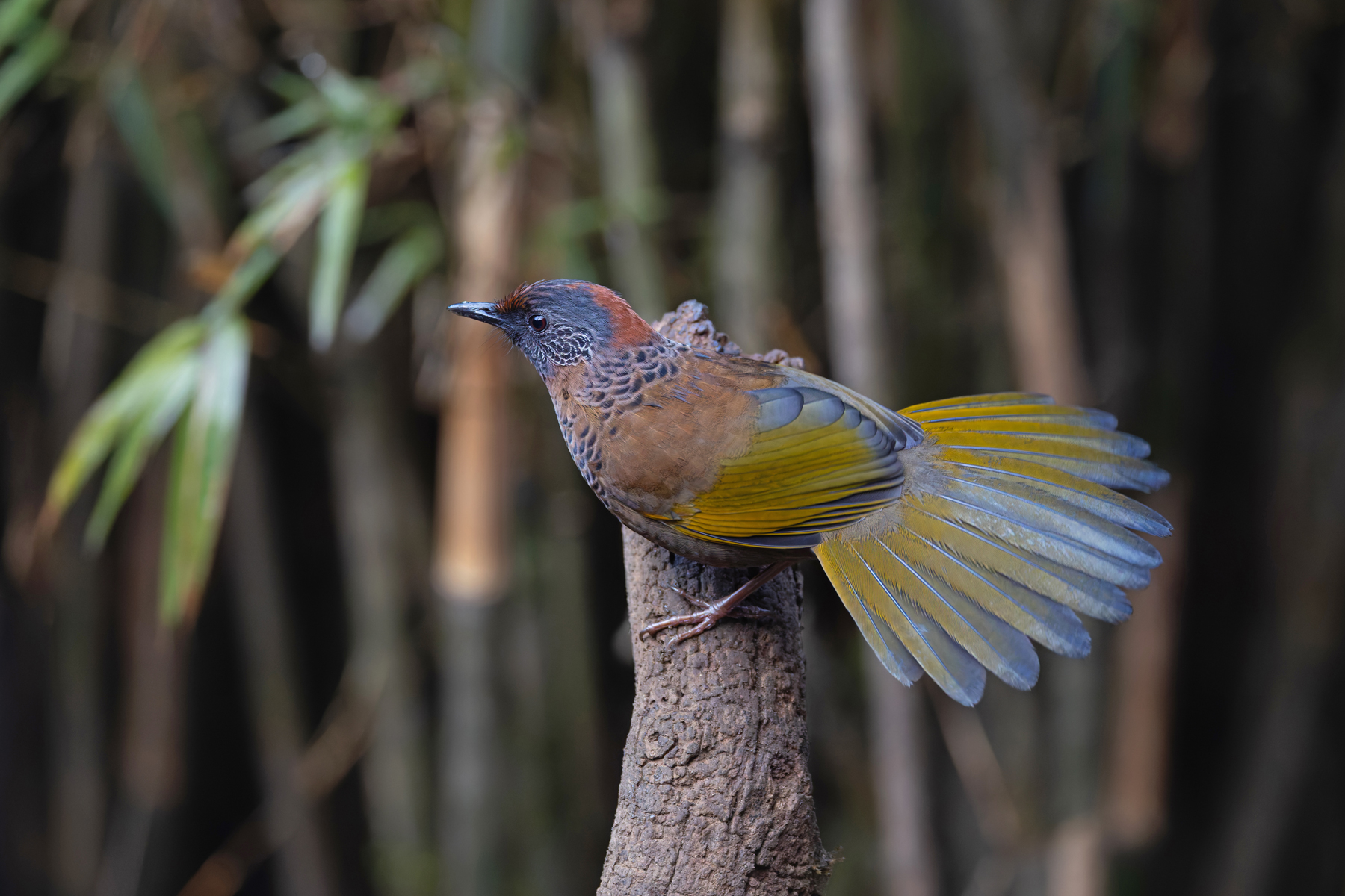 Chestnut-crowned Laughingthrush, Habre’s Nest (Image by Mike Watson)