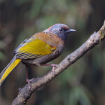 Chestnut-crowned Laughingthrush, Habre’s Nest (Image by Mike Watson)