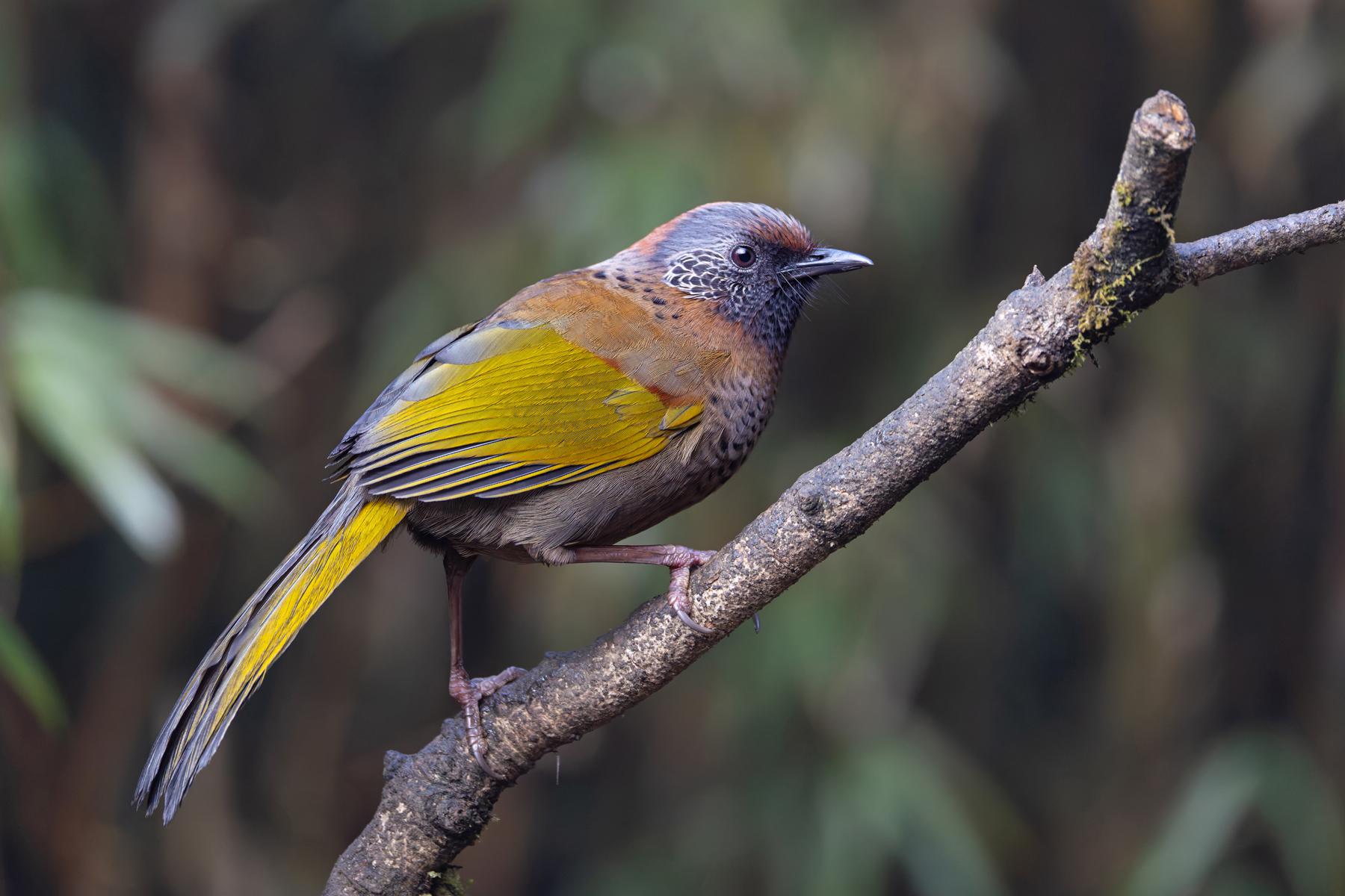 Chestnut-crowned Laughingthrush, Habre’s Nest (Image by Mike Watson)