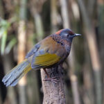 Chestnut-crowned Laughingthrush was one of the common species ever present at the Habre’s Nest Bird Hide (image by Mike Watson)