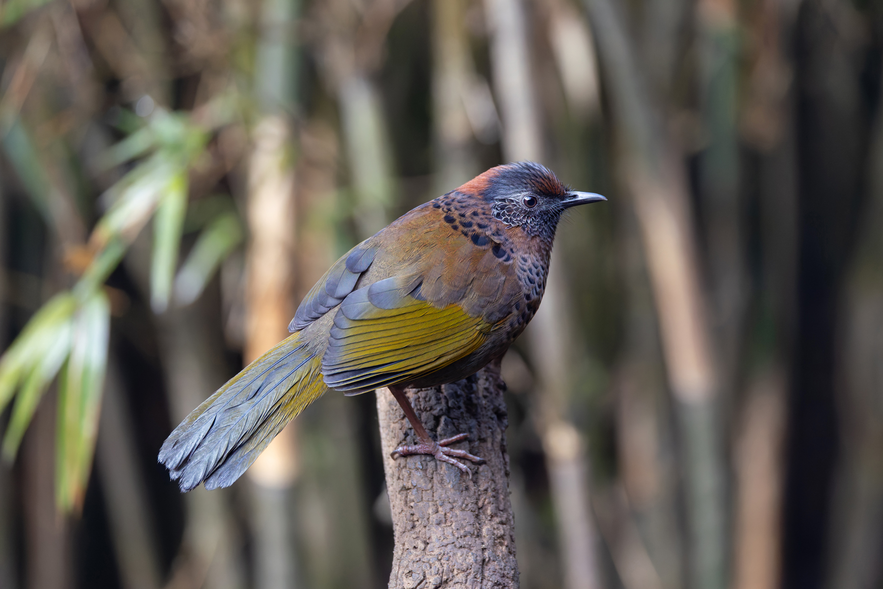 Chestnut-crowned Laughingthrush was one of the common species ever present at the Habre’s Nest Bird Hide (image by Mike Watson)