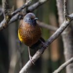 Chestnut-crowned Laughingthrush, Habre’s Nest (Image by Mike Watson)