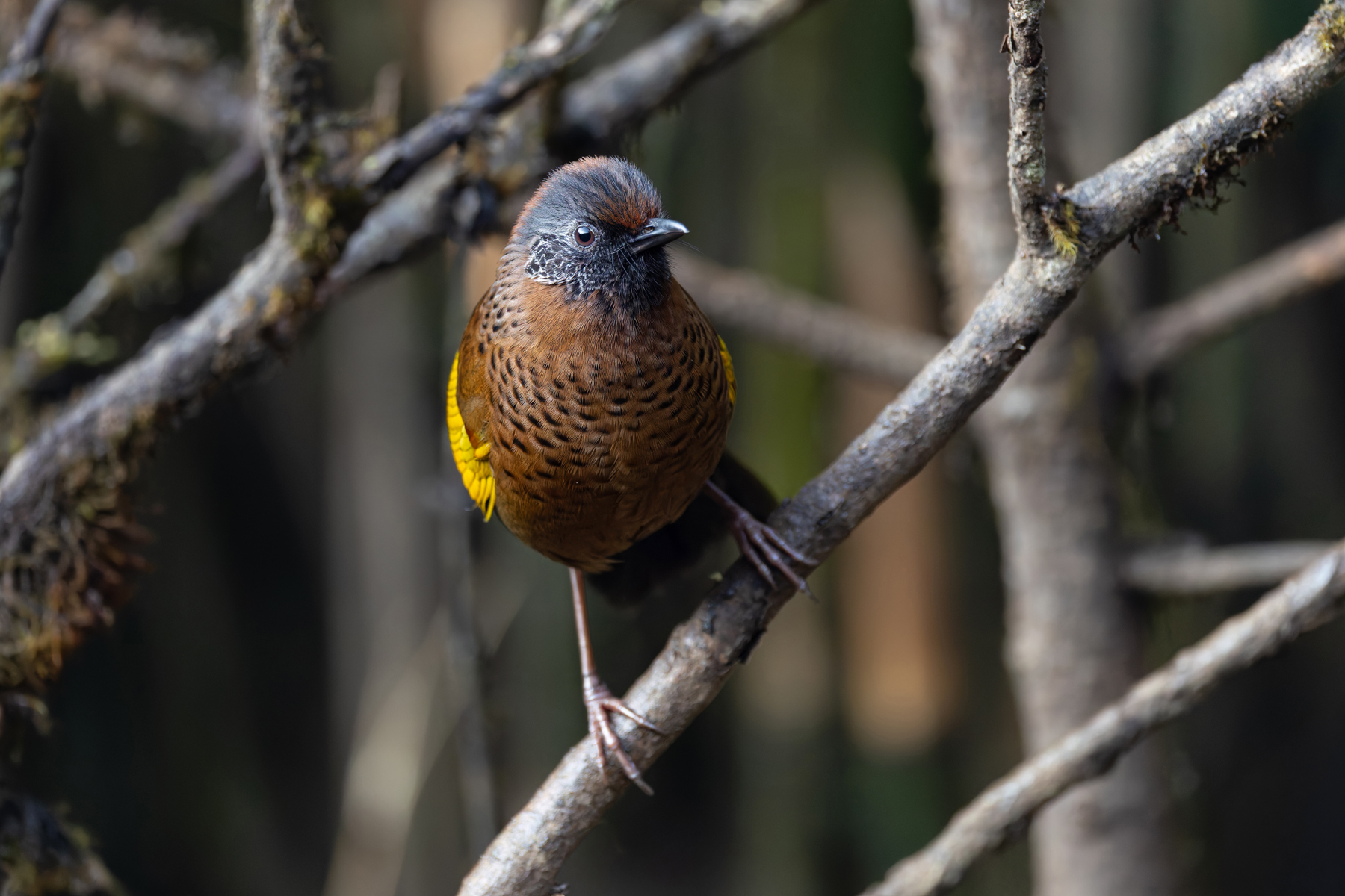 Chestnut-crowned Laughingthrush, Habre’s Nest (Image by Mike Watson)