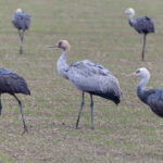 Common Crane is a rare bird in Kyushu! (Image by Mike Watson)