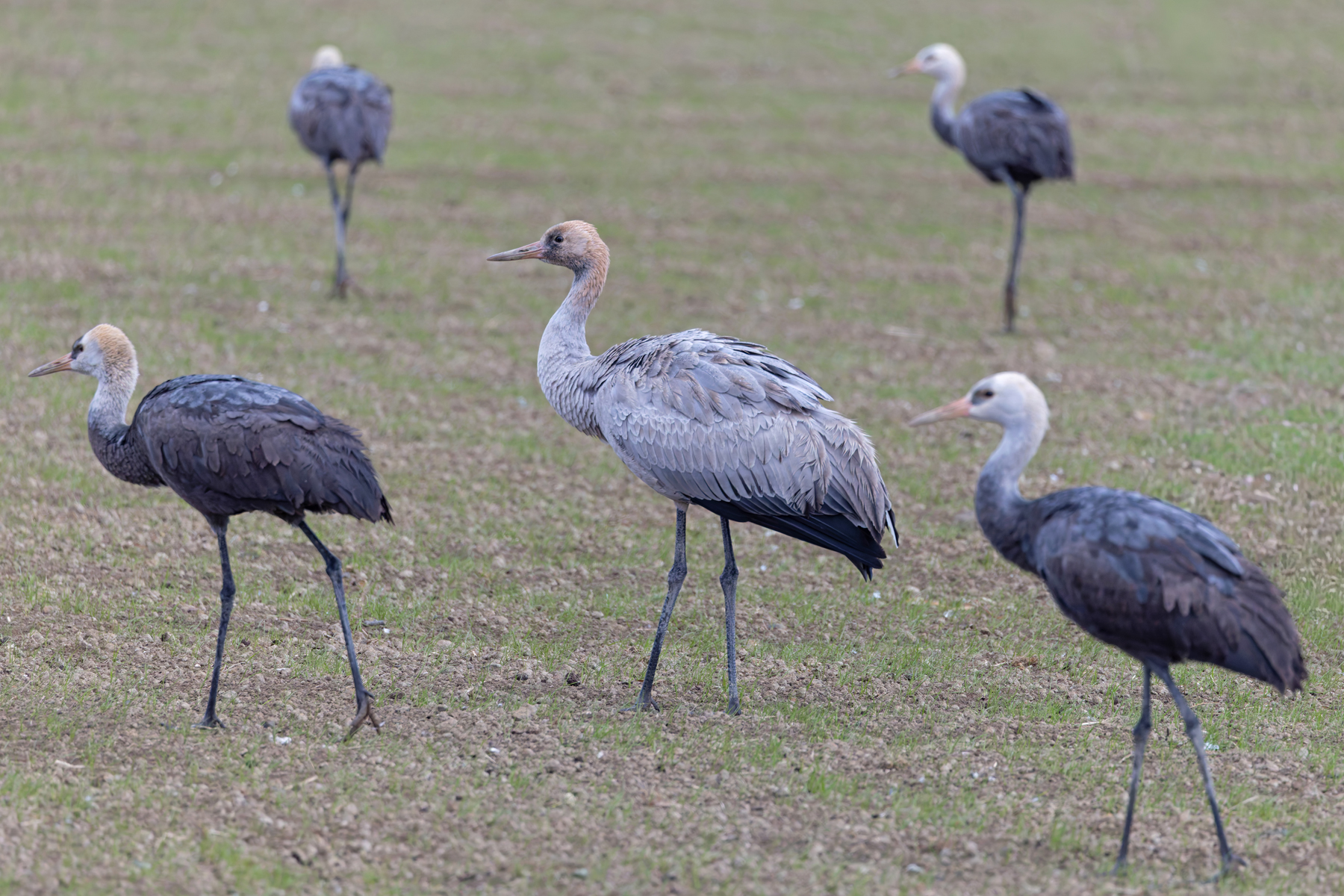 Common Crane is a rare bird in Kyushu! (Image by Mike Watson)