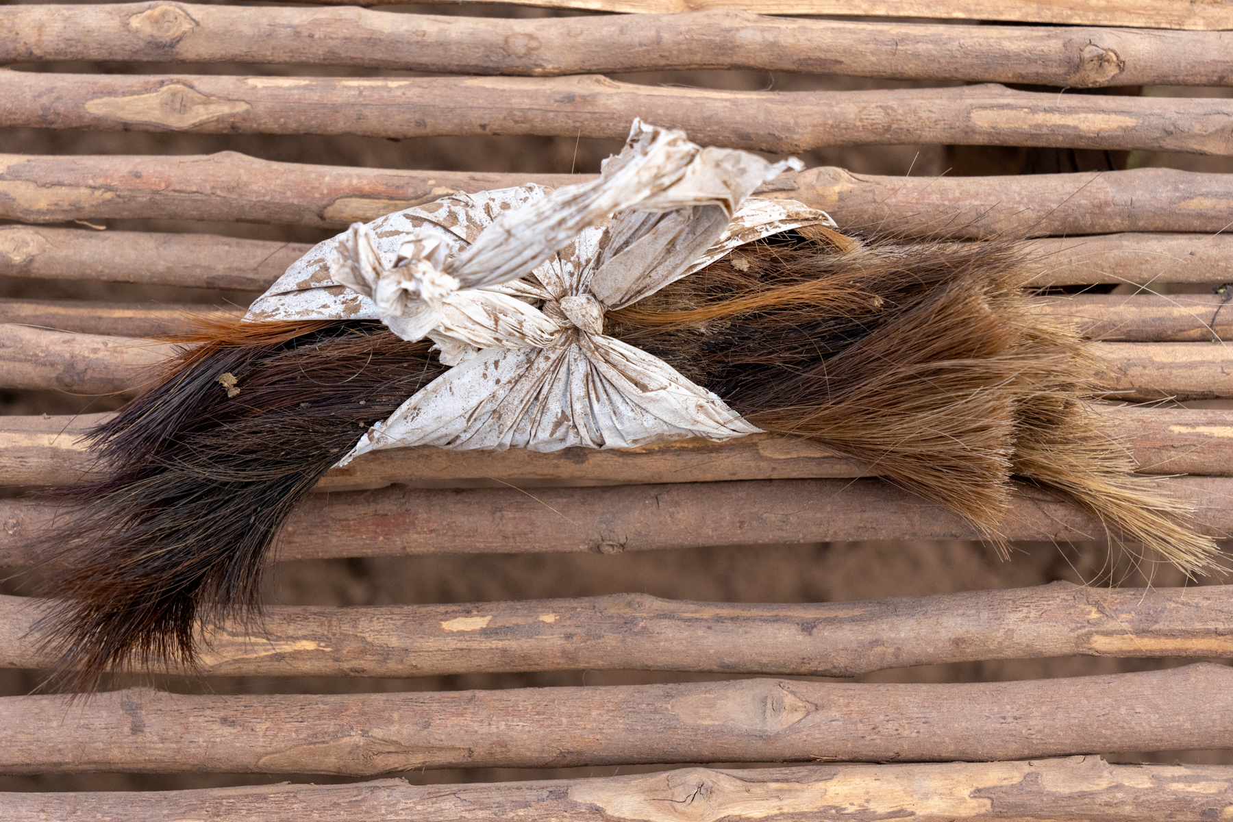 Haircut day for Mundari cows (image by Inger Vandyke)